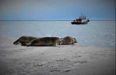 Crociera nel Mare dei Wadden e avvistamento di foche